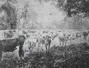Finca ganadera